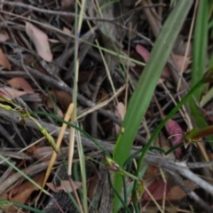 Tricoryne elatior at Campbell, ACT - 4 Jan 2021 10:51 AM