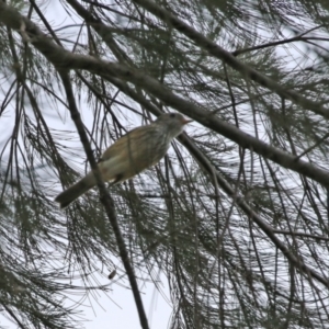 Pachycephala rufiventris at Stromlo, ACT - 21 Jun 2021