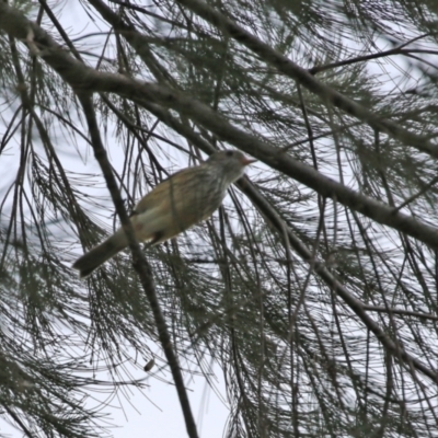 Pachycephala rufiventris (Rufous Whistler) at Uriarra Recreation Reserve - 21 Jun 2021 by RodDeb