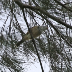 Pachycephala rufiventris at Stromlo, ACT - 21 Jun 2021