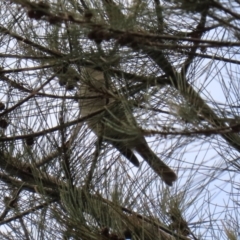 Pachycephala rufiventris at Stromlo, ACT - 21 Jun 2021