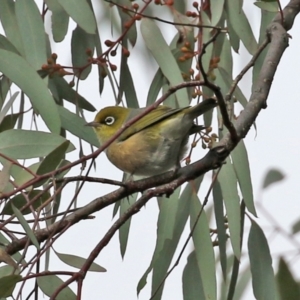 Zosterops lateralis at Stromlo, ACT - 21 Jun 2021