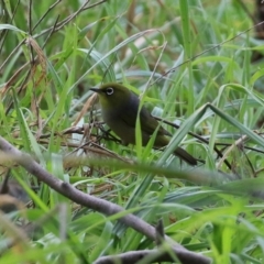 Zosterops lateralis at Stromlo, ACT - 21 Jun 2021