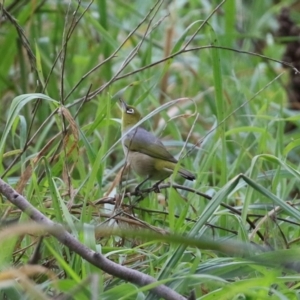 Zosterops lateralis at Stromlo, ACT - 21 Jun 2021