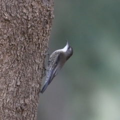 Cormobates leucophaea (White-throated Treecreeper) at Stromlo, ACT - 21 Jun 2021 by RodDeb