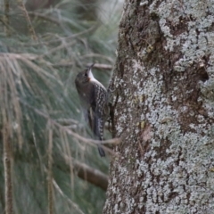 Cormobates leucophaea at Stromlo, ACT - 21 Jun 2021