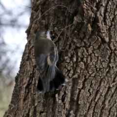 Cormobates leucophaea at Stromlo, ACT - 21 Jun 2021