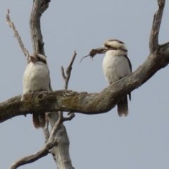 Dacelo novaeguineae (Laughing Kookaburra) at Uriarra Recreation Reserve - 21 Jun 2021 by RodDeb