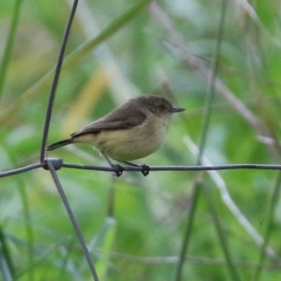 Acanthiza reguloides (Buff-rumped Thornbill) at Uriarra Recreation Reserve - 21 Jun 2021 by RodDeb