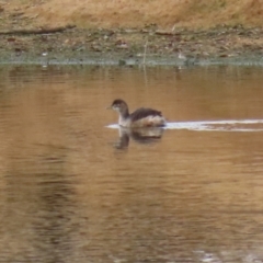 Tachybaptus novaehollandiae (Australasian Grebe) at Coree, ACT - 21 Jun 2021 by RodDeb