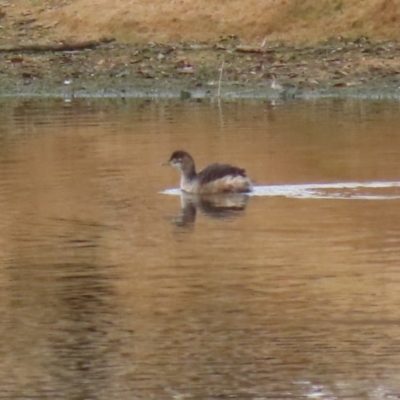 Tachybaptus novaehollandiae (Australasian Grebe) at Coree, ACT - 21 Jun 2021 by RodDeb