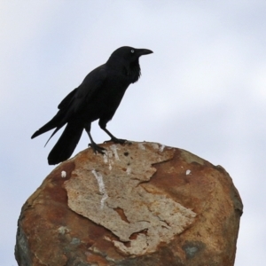 Corvus coronoides at Coree, ACT - 21 Jun 2021