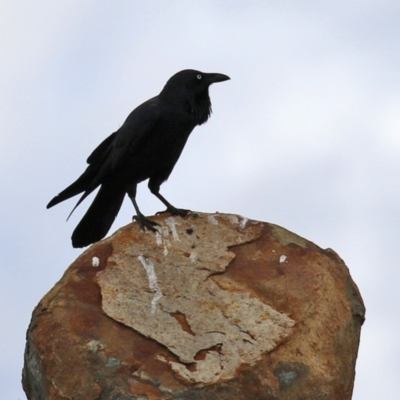 Corvus coronoides (Australian Raven) at Coree, ACT - 21 Jun 2021 by RodDeb