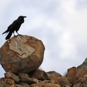 Corvus coronoides at Coree, ACT - 21 Jun 2021