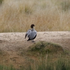 Chenonetta jubata at Coree, ACT - 21 Jun 2021 01:44 PM