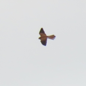 Falco cenchroides at Coree, ACT - 21 Jun 2021 01:50 PM