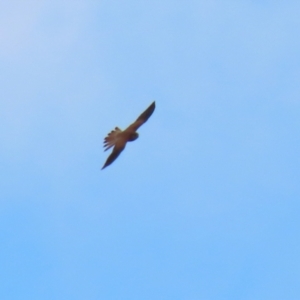 Falco cenchroides at Coree, ACT - 21 Jun 2021 01:50 PM