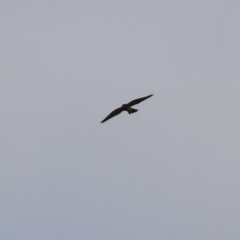 Falco cenchroides at Coree, ACT - 21 Jun 2021 01:50 PM