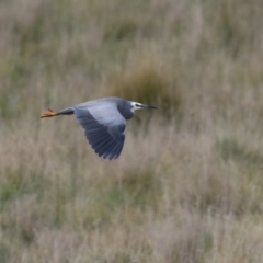 Egretta novaehollandiae (White-faced Heron) at Coree, ACT - 21 Jun 2021 by RodDeb