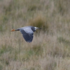 Egretta novaehollandiae (White-faced Heron) at Coree, ACT - 21 Jun 2021 by RodDeb