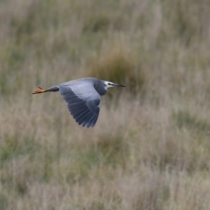 Egretta novaehollandiae at Coree, ACT - 21 Jun 2021 01:46 PM