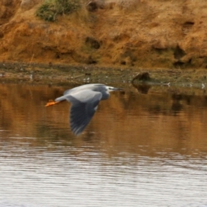 Egretta novaehollandiae at Coree, ACT - 21 Jun 2021 01:46 PM