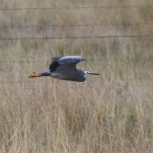 Egretta novaehollandiae at Coree, ACT - 21 Jun 2021 01:46 PM