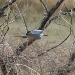 Egretta novaehollandiae at Coree, ACT - 21 Jun 2021 01:46 PM