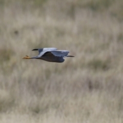 Egretta novaehollandiae at Coree, ACT - 21 Jun 2021 01:46 PM