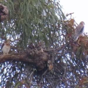 Elanus axillaris at Uriarra Village, ACT - 21 Jun 2021 02:05 PM