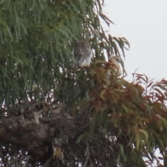 Elanus axillaris at Uriarra Village, ACT - 21 Jun 2021 02:05 PM