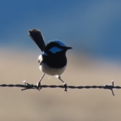 Malurus cyaneus (Superb Fairywren) at Sherwood Forest - 21 Jun 2021 by RodDeb