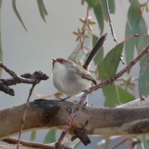 Malurus cyaneus at Coree, ACT - 21 Jun 2021