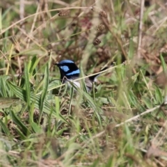 Malurus cyaneus at Coree, ACT - 21 Jun 2021