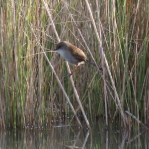 Malurus cyaneus at Coree, ACT - 21 Jun 2021