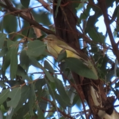 Smicrornis brevirostris (Weebill) at Coree, ACT - 21 Jun 2021 by RodDeb