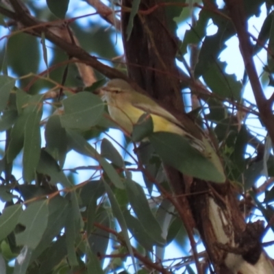 Smicrornis brevirostris (Weebill) at Sherwood Forest - 21 Jun 2021 by RodDeb