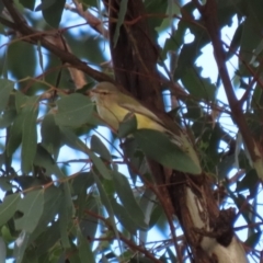 Smicrornis brevirostris at Coree, ACT - 21 Jun 2021