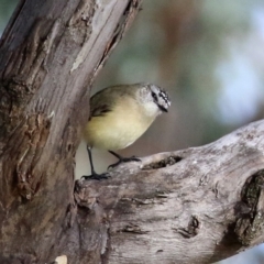 Acanthiza chrysorrhoa (Yellow-rumped Thornbill) at Sherwood Forest - 21 Jun 2021 by RodDeb