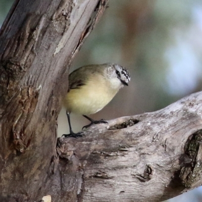 Acanthiza chrysorrhoa (Yellow-rumped Thornbill) at Sherwood Forest - 21 Jun 2021 by RodDeb