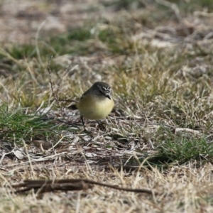 Acanthiza chrysorrhoa at Coree, ACT - 21 Jun 2021