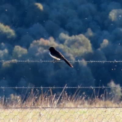 Rhipidura leucophrys (Willie Wagtail) at Coree, ACT - 21 Jun 2021 by RodDeb