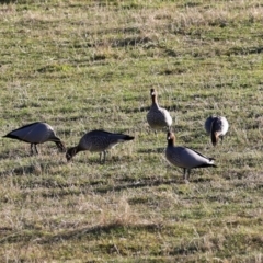 Chenonetta jubata (Australian Wood Duck) at Coree, ACT - 21 Jun 2021 by RodDeb