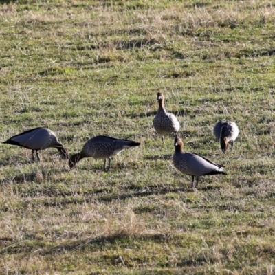 Chenonetta jubata (Australian Wood Duck) at Coree, ACT - 21 Jun 2021 by RodDeb