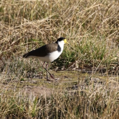 Vanellus miles (Masked Lapwing) at Coree, ACT - 21 Jun 2021 by RodDeb