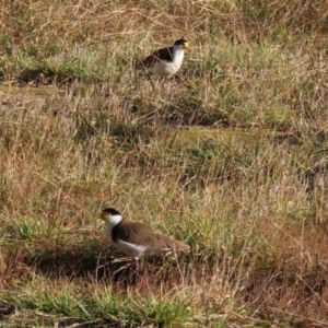 Vanellus miles at Coree, ACT - 21 Jun 2021