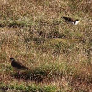 Vanellus miles at Coree, ACT - 21 Jun 2021