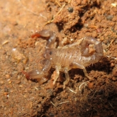 Urodacus manicatus (Black Rock Scorpion) at Belconnen, ACT - 22 Jun 2021 by Christine