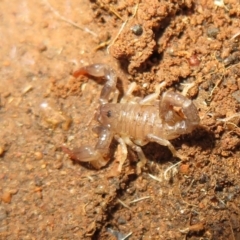 Urodacus manicatus at Belconnen, ACT - 22 Jun 2021