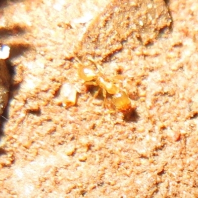 Pheidole sp. (genus) (Seed-harvesting ant) at Belconnen, ACT - 22 Jun 2021 by Christine